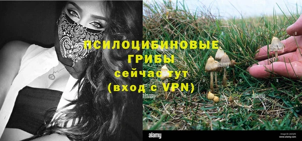 стаф Аркадак