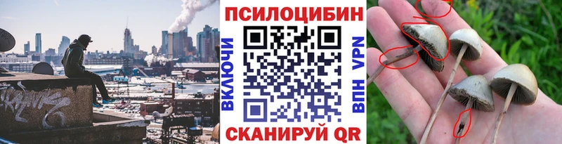 Галлюциногенные грибы Psilocybe  купить наркотики сайты  Балахна 